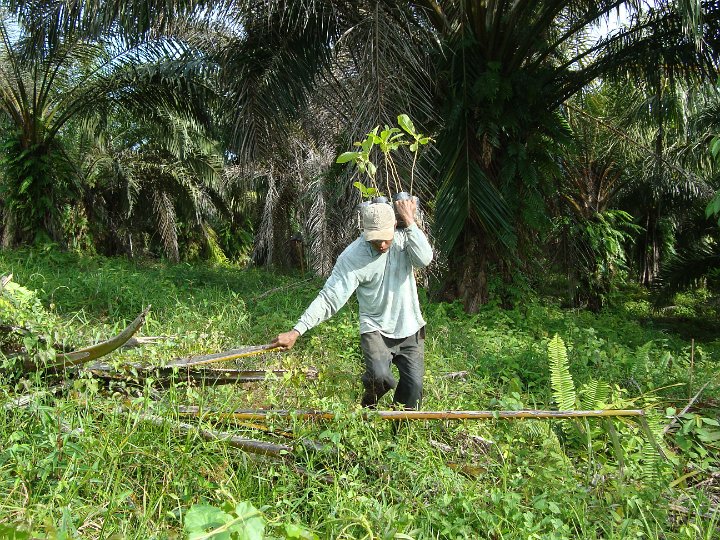 Planting seedlings (5).JPG